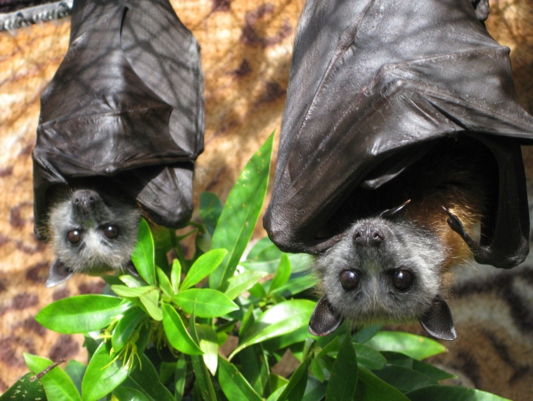 ‘Look, but don’t touch’ urges Queensland rabies expert - VIVA