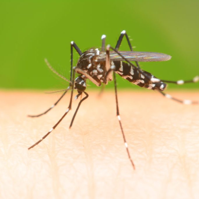 Transmitted by the mosquito, Aedes albopictus, the Zika virus has been linked to thousands of birth defects globally