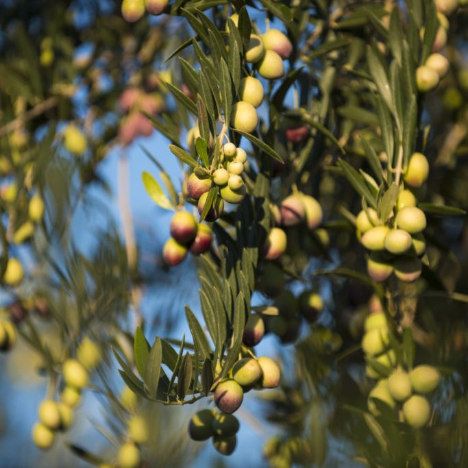 Blooming olive tree