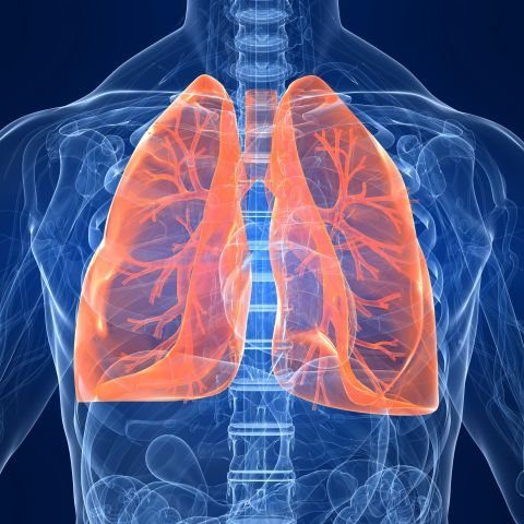 Lungs highlighted in an X-ray of a body. 