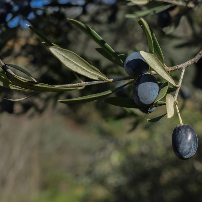 olives-3082012_1920